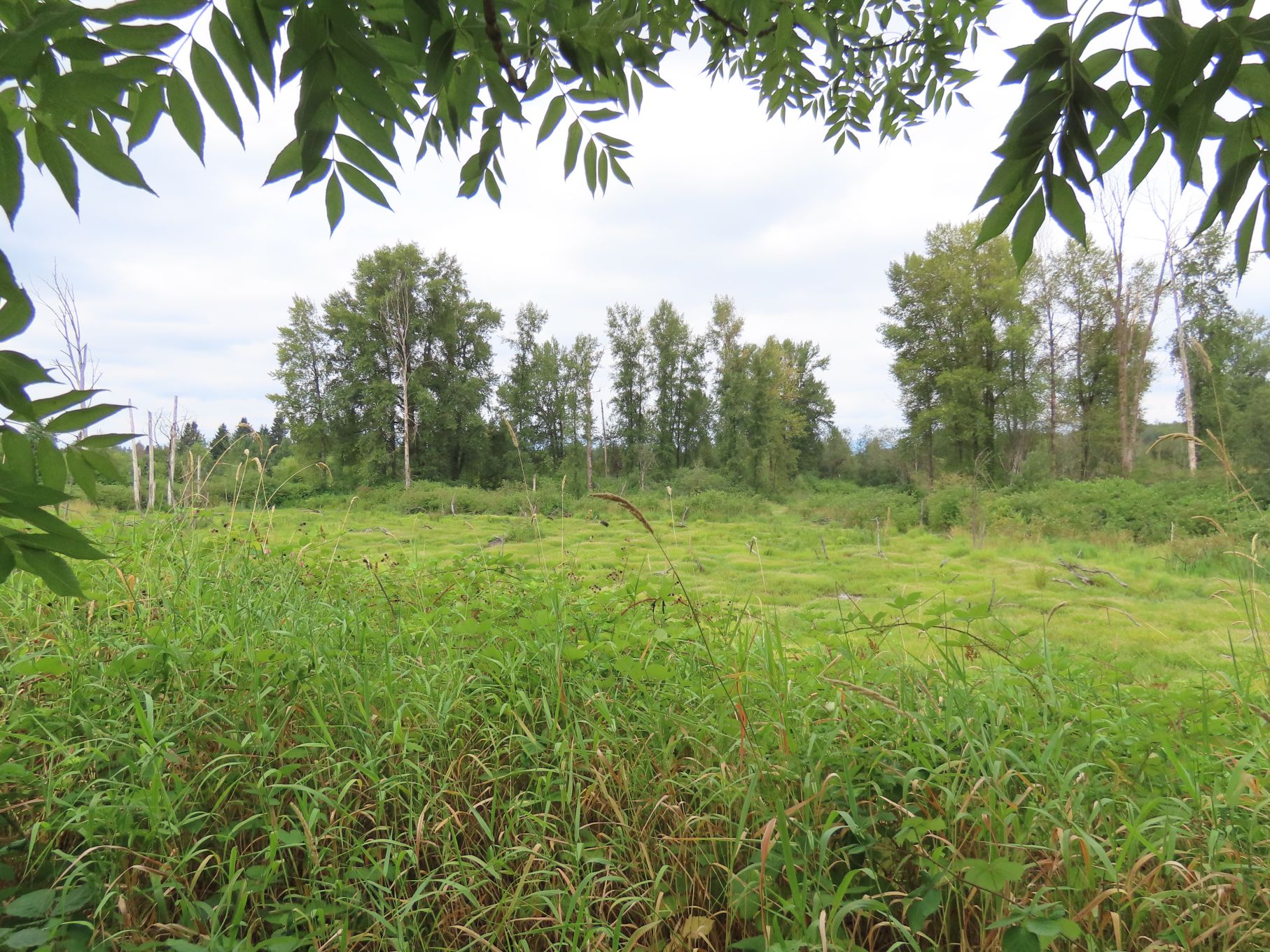 Salmon River marshlands