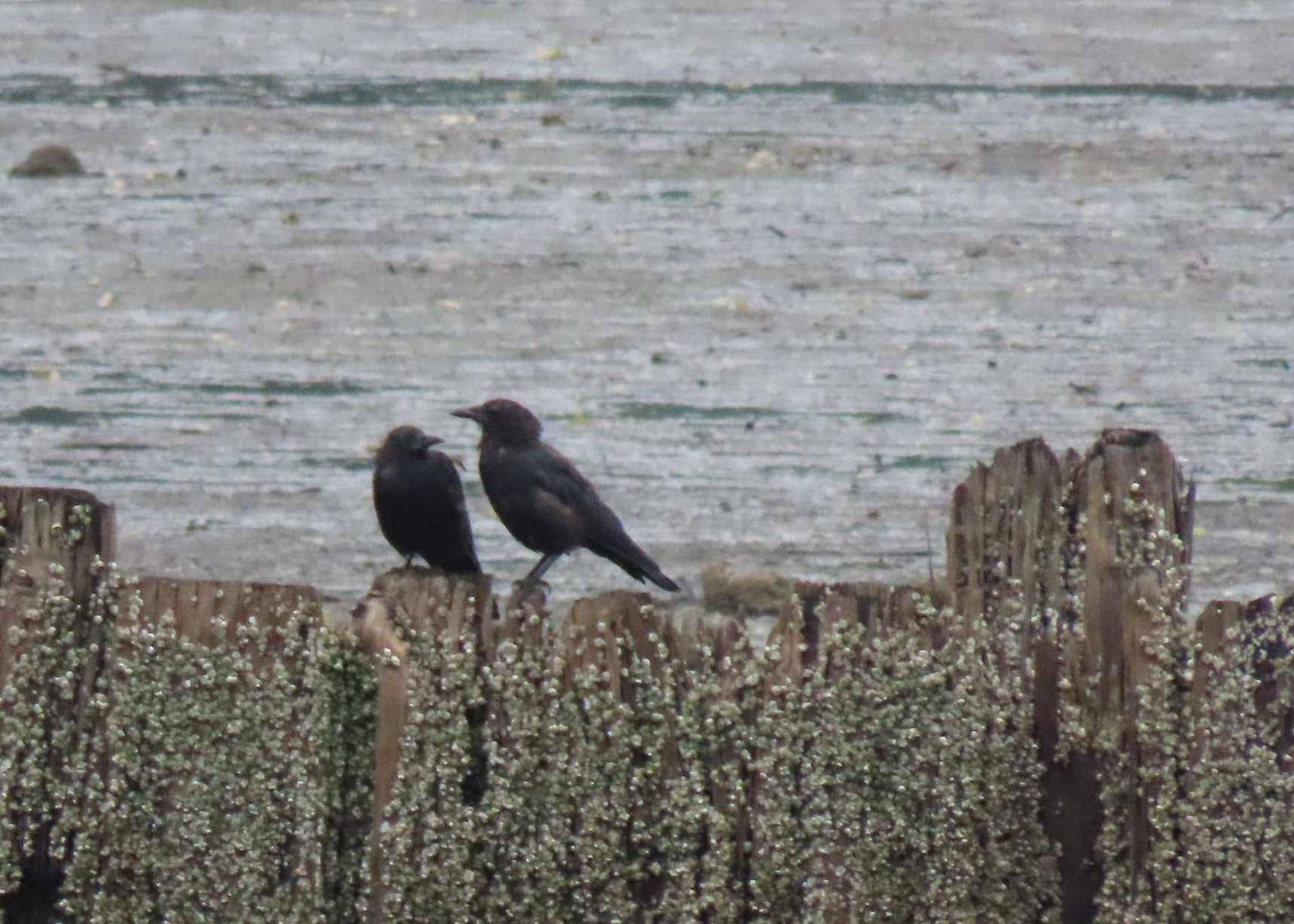 Distant crows conversing