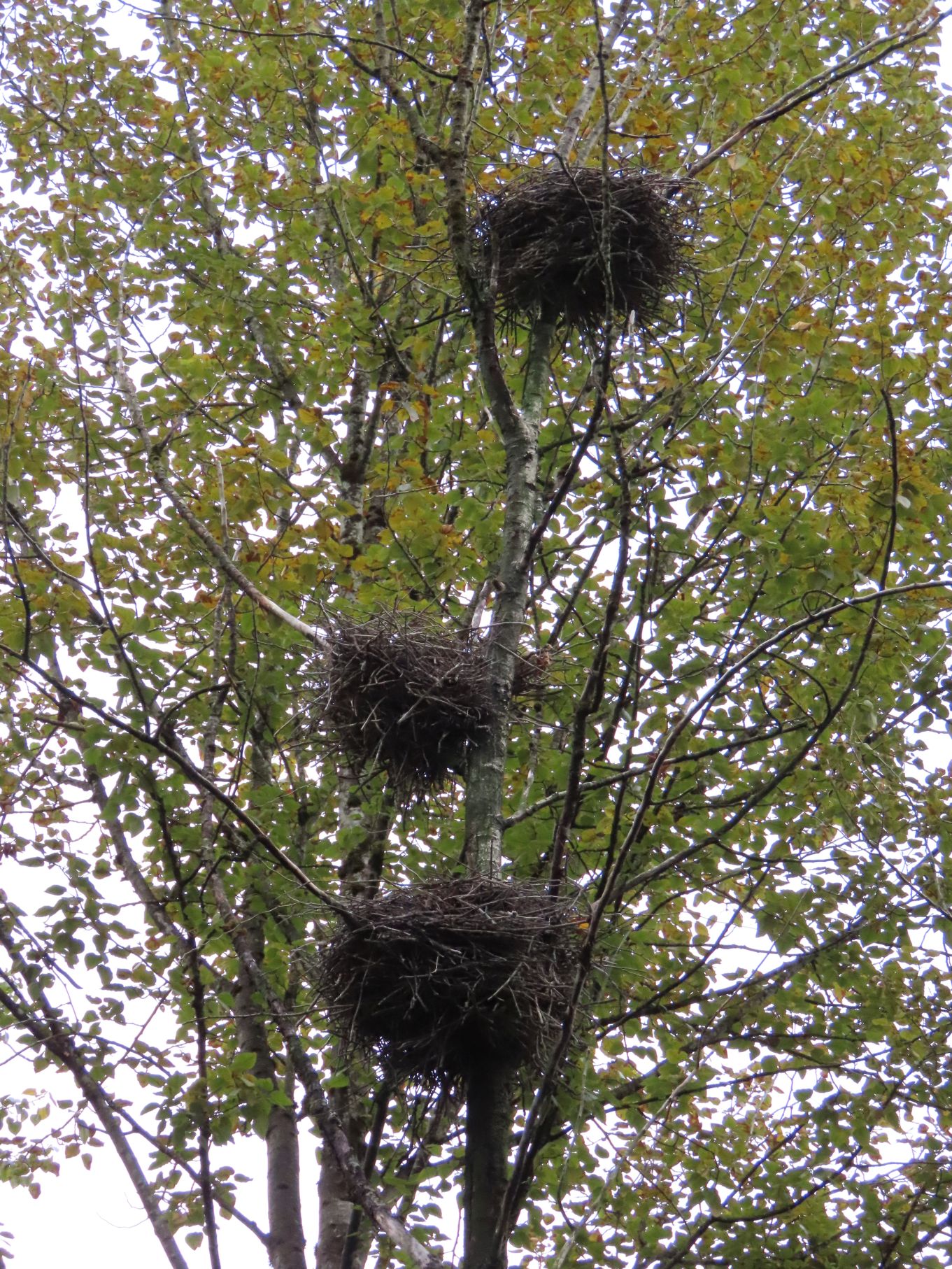 Heron nests available for rent