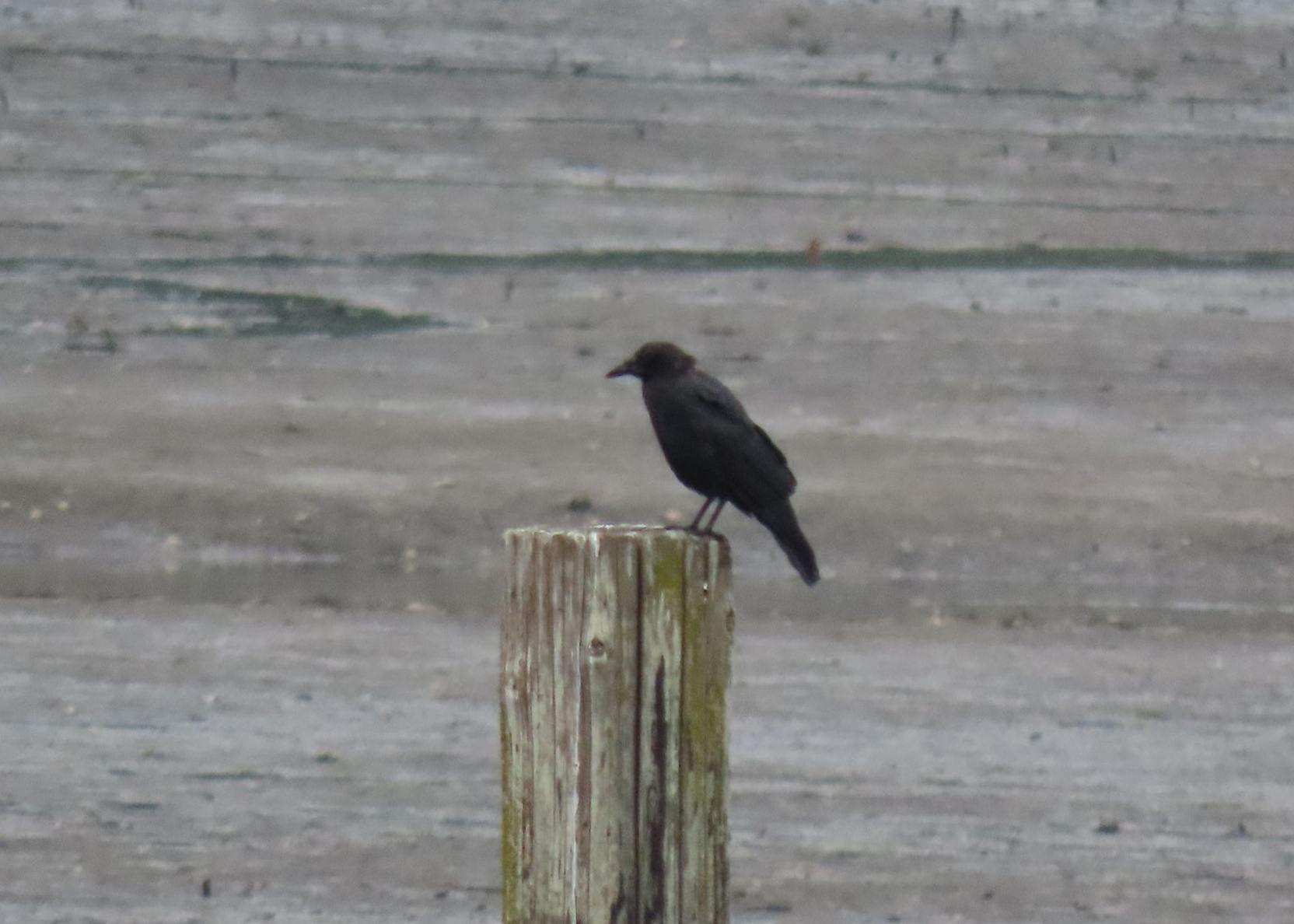 Solitary crow on a post