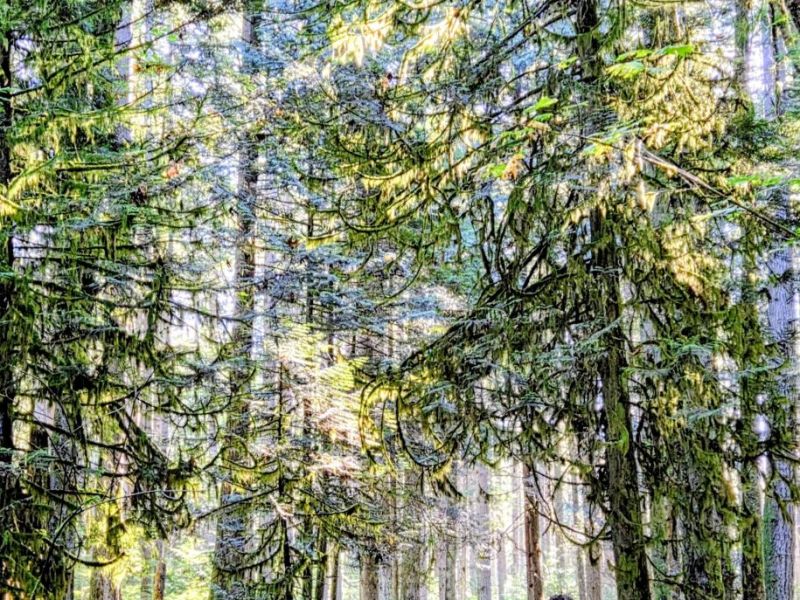 2025 October 5: Pacific Spirit&nbsp;Park