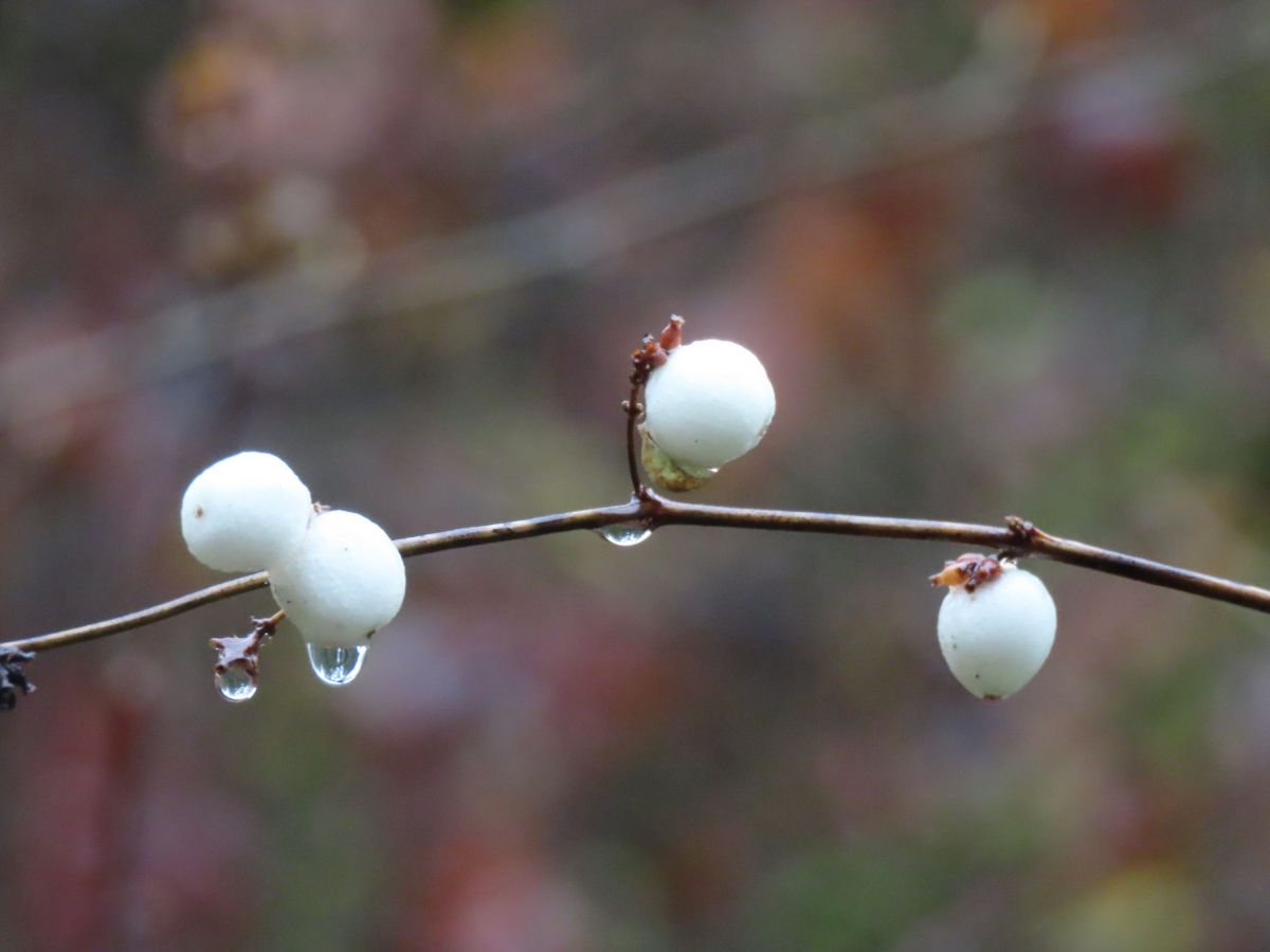 2015 December 7: Up one creek and down&nbsp;another