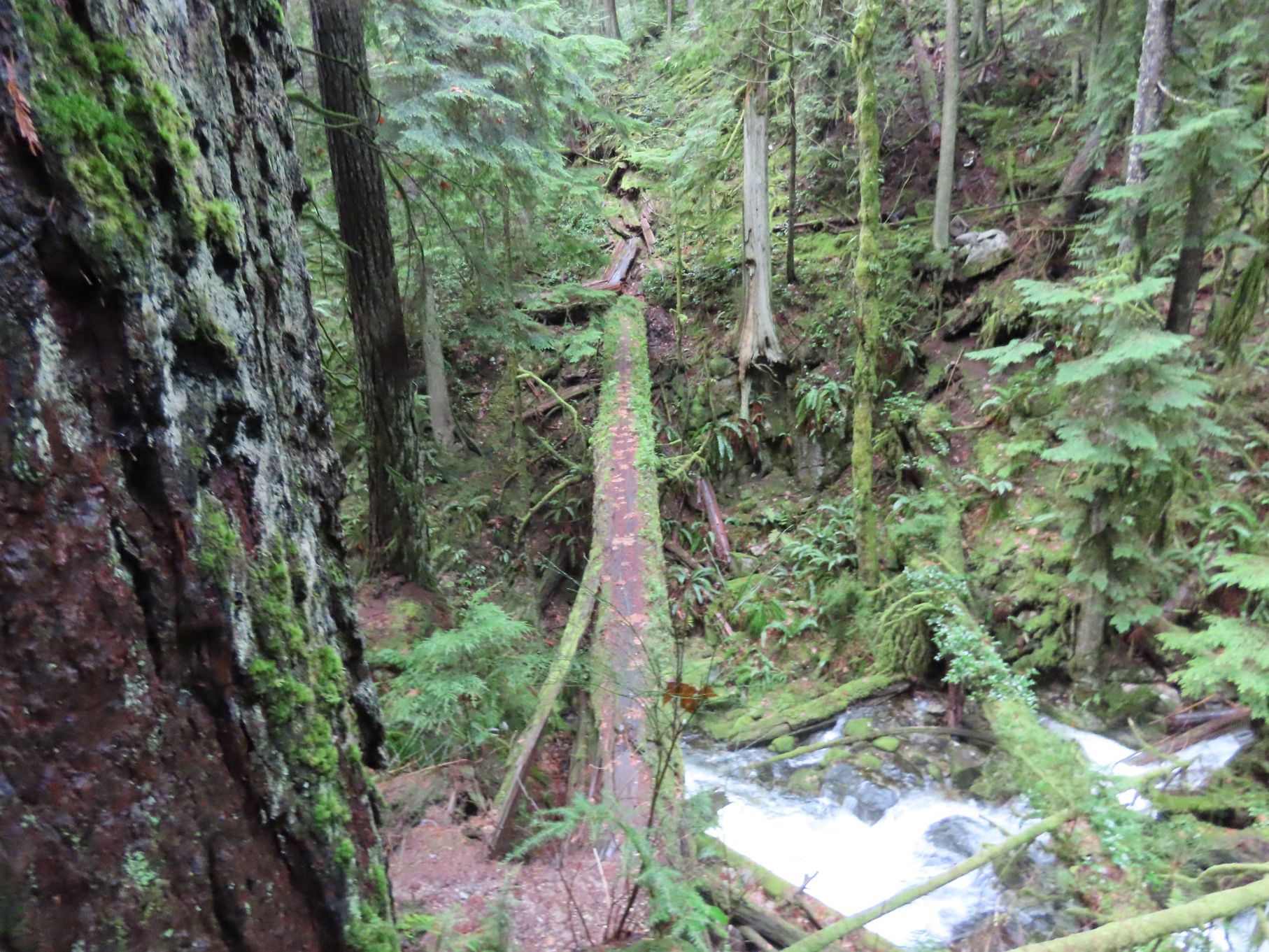 The crossing not taken!