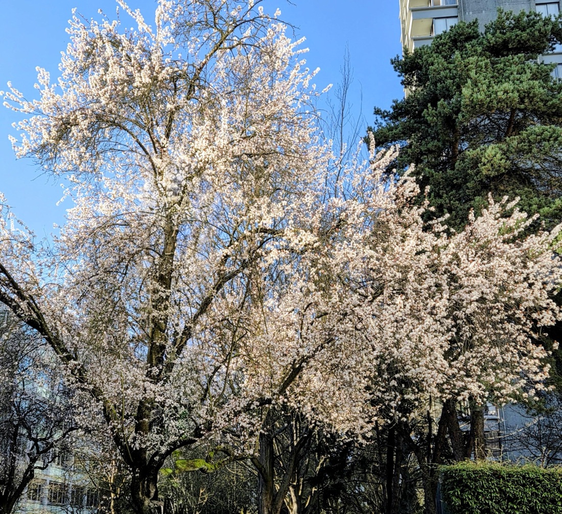 Spring blossoms