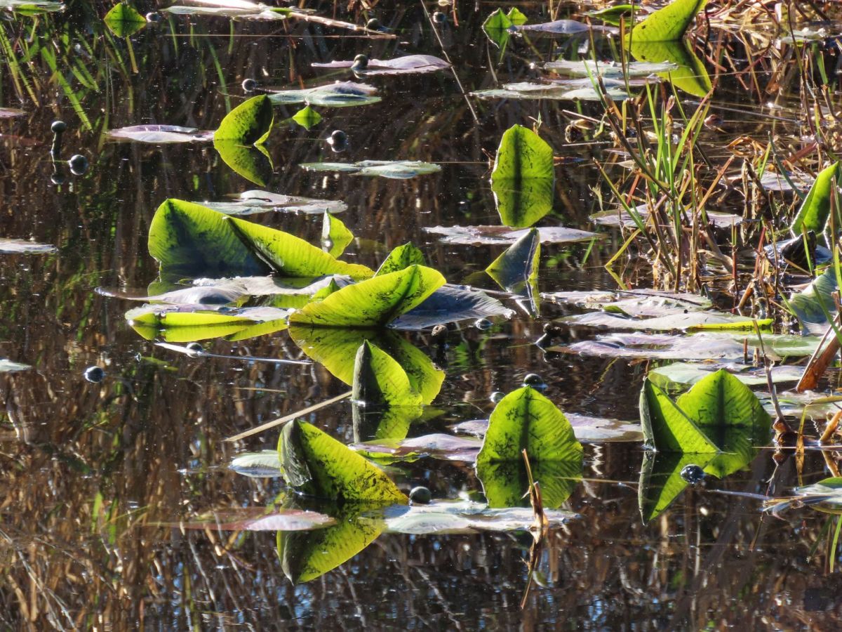 2026 March 1: Stanley Park&nbsp;trails