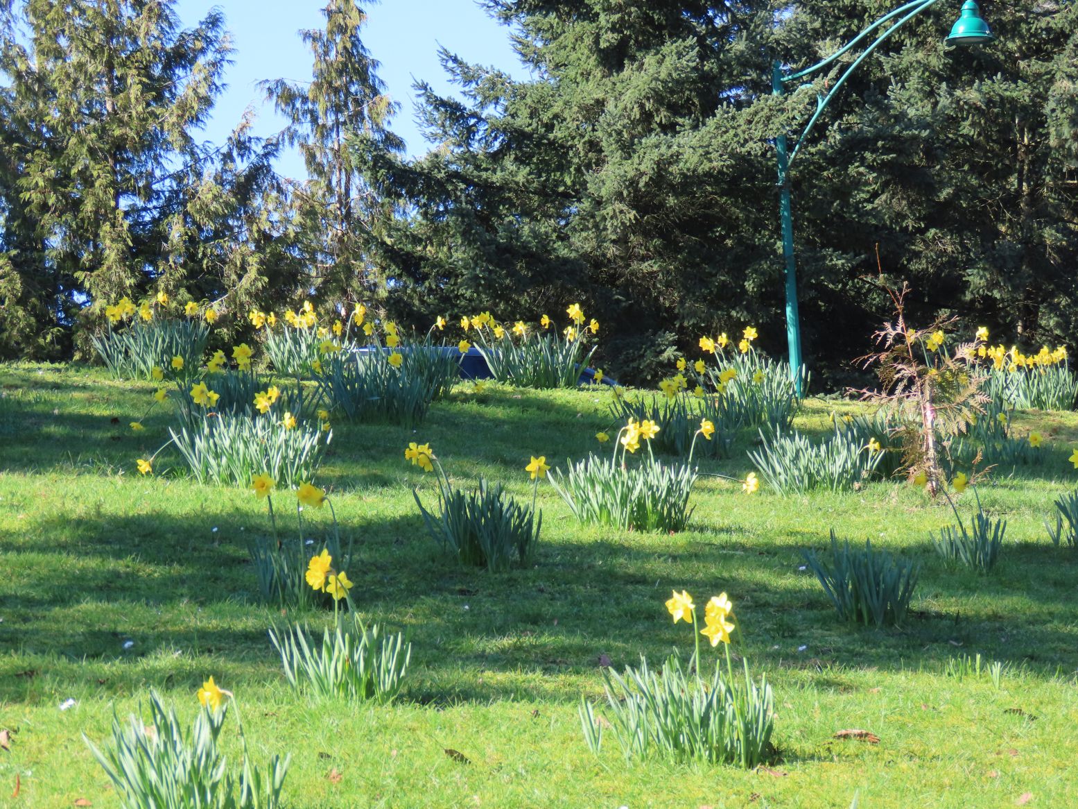 Happy St. David's Day