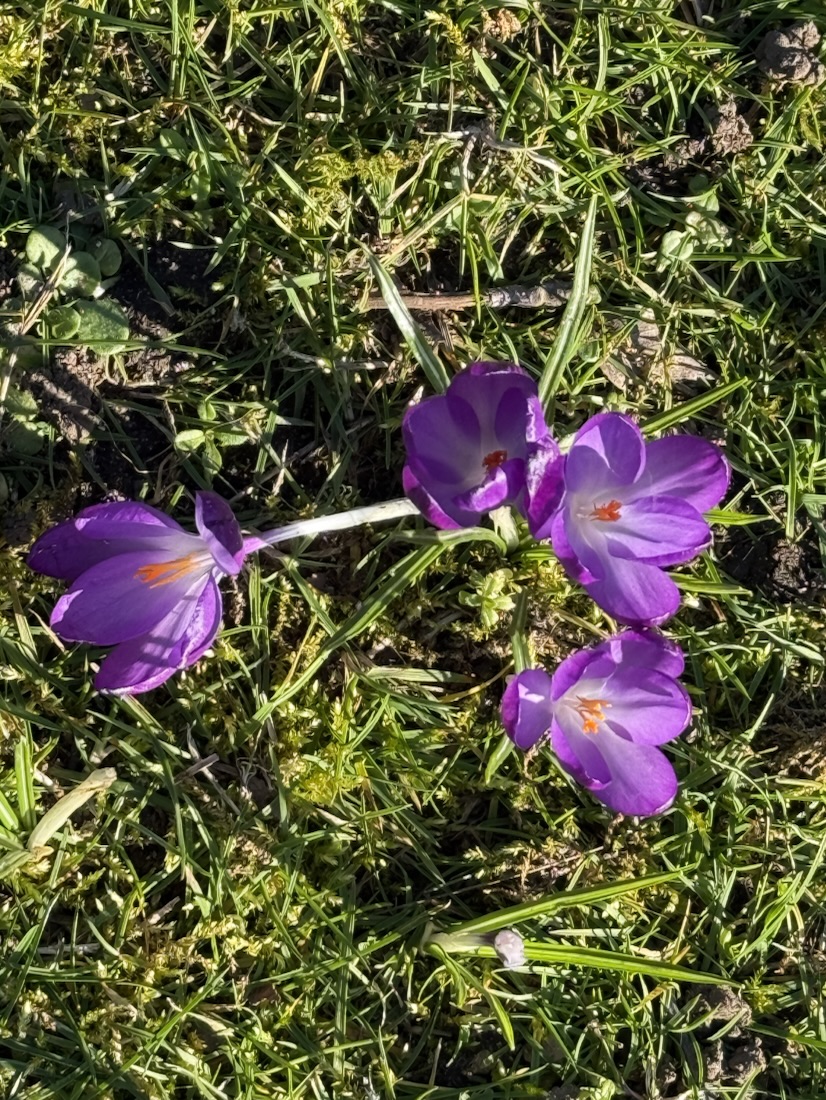 Spring crocuses