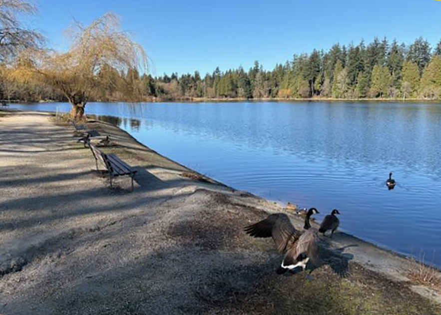 Lost Lagoon with goose
