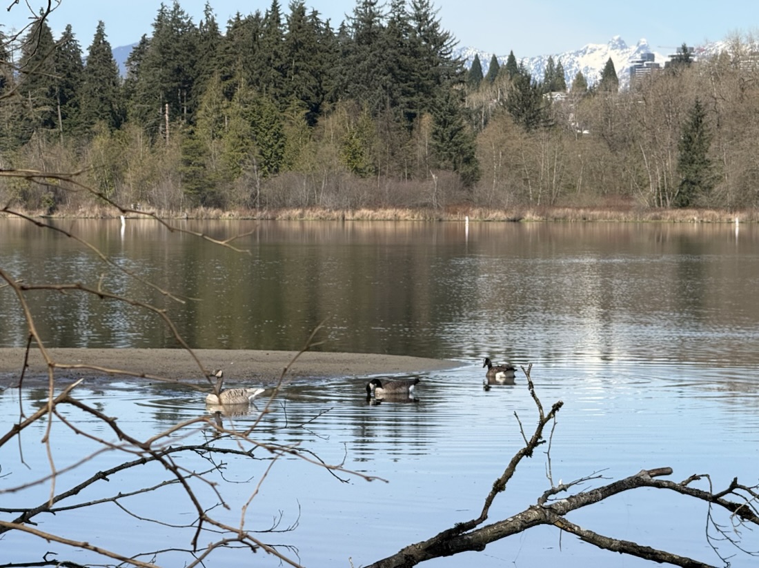 Ducks. Or possibly geese