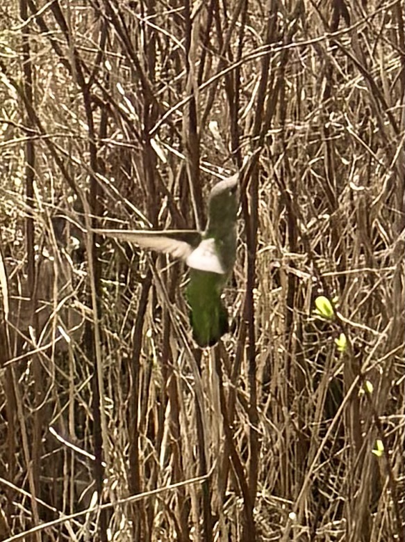 Hummingbird, camouflaged