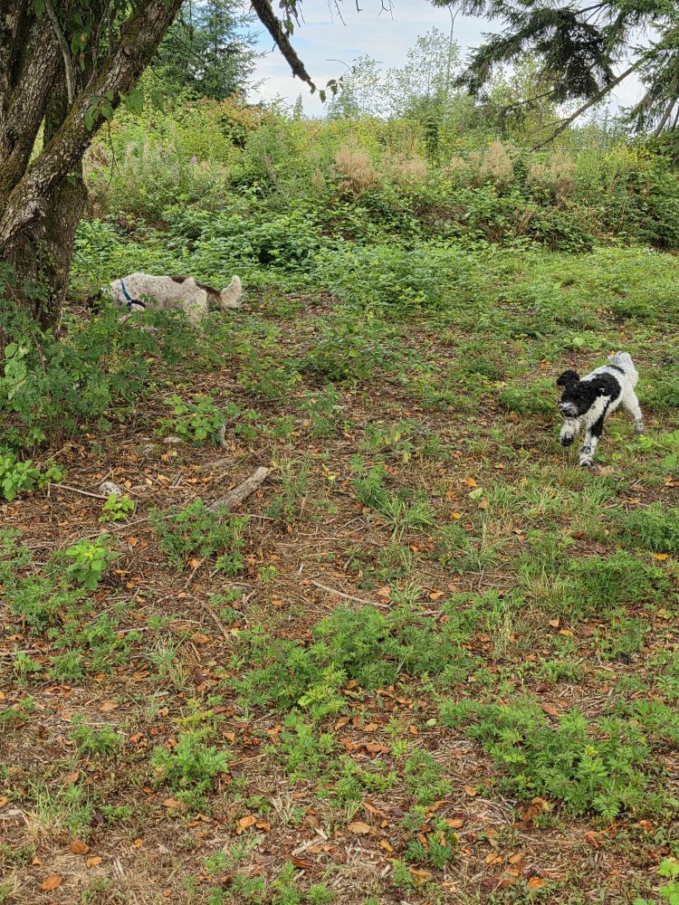 Maisie and Finn frolicking