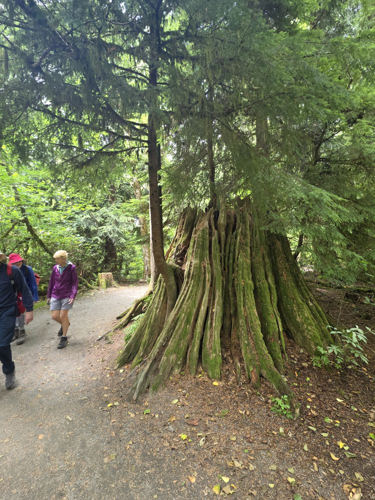 Big nurse stump