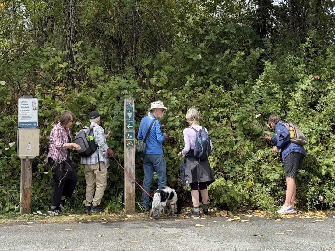 Humans, blackberrying