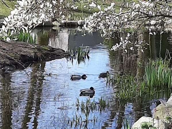 2020 April 5: Looping in the Time of&nbsp;Covid-19