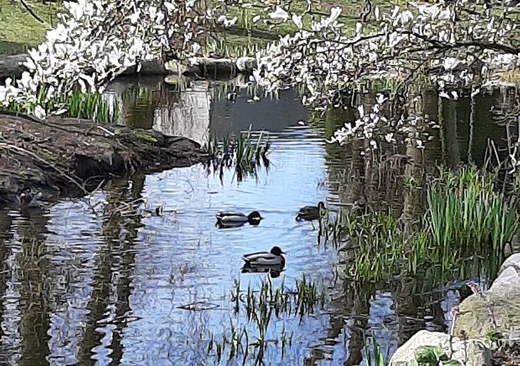 Duck pond