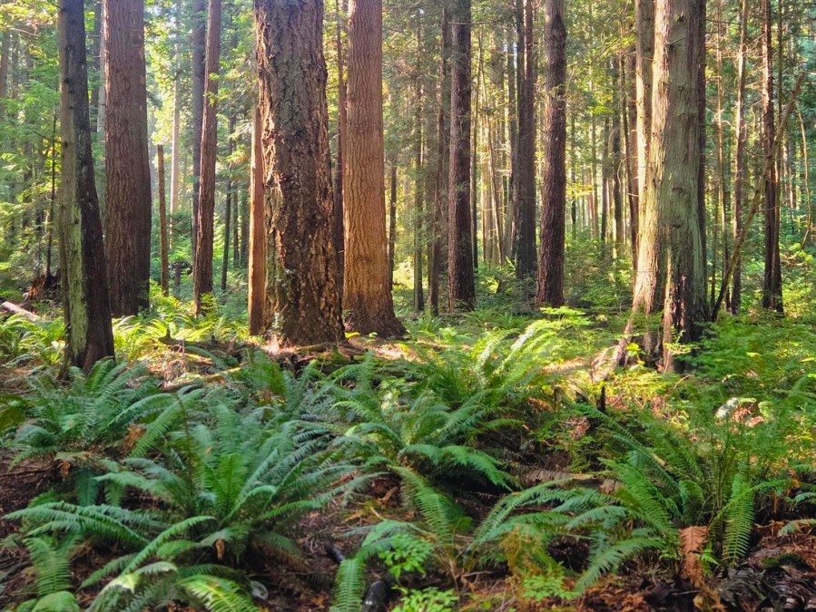 Ferns