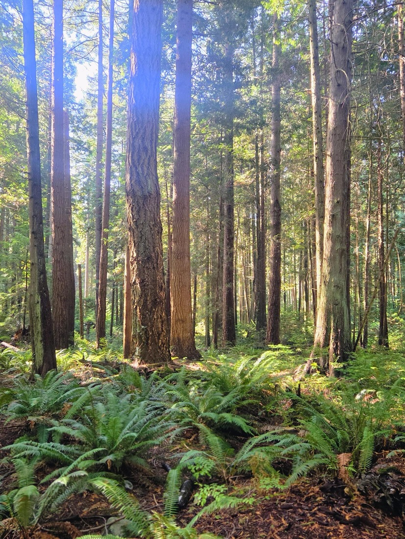 Ferns