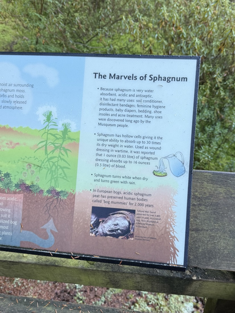 Sphagnum