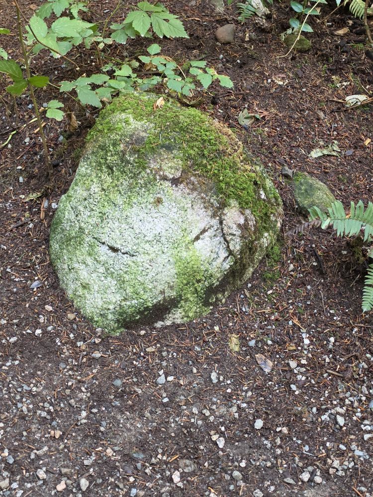 Ominous rock critter